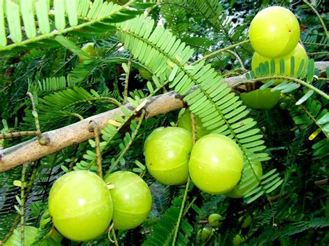 Nama buah dari g  Semoga pemberian ayah dan bunda untuk nama buah hatinya adalah pilihan yang tepat